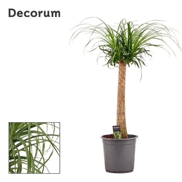Горшечные цветы и растения оптом Beaucarnea On Stem (decorum) от 1шт из Голландии с доставкой по России