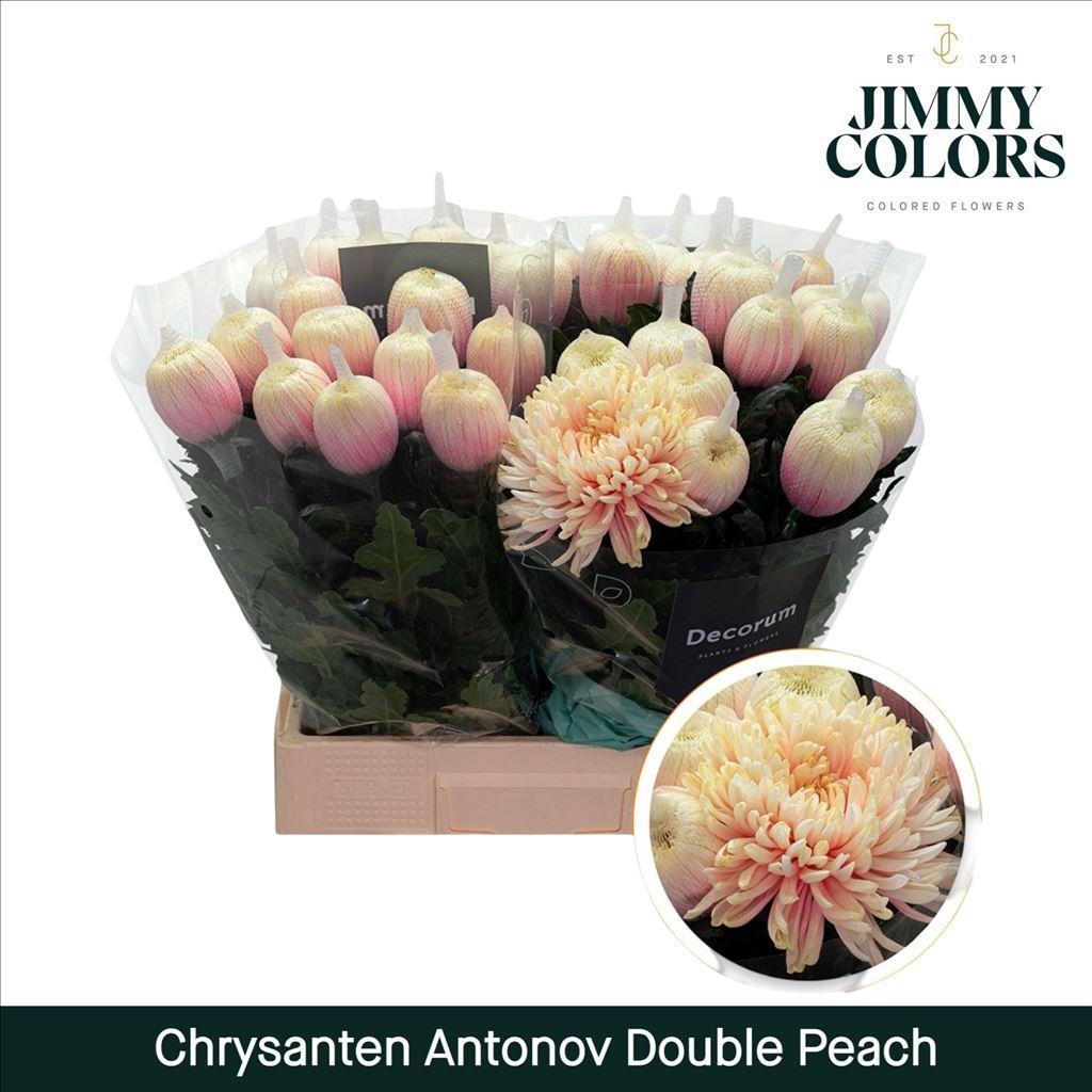 Срезанные цветы оптом Chrys bl paint antonov double peach от 40шт из Голландии с доставкой по России