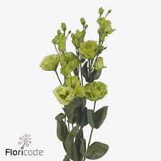 Срезанные цветы оптом Lisianthus do rosanne emerald от 60шт. из Голландии с доставкой по России