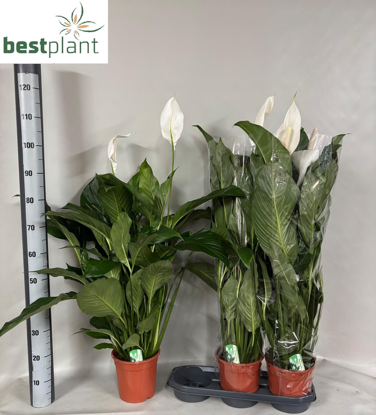 Горшечные цветы и растения оптом Spath Sweet Lauretta от 3шт из Голландии с доставкой по России
