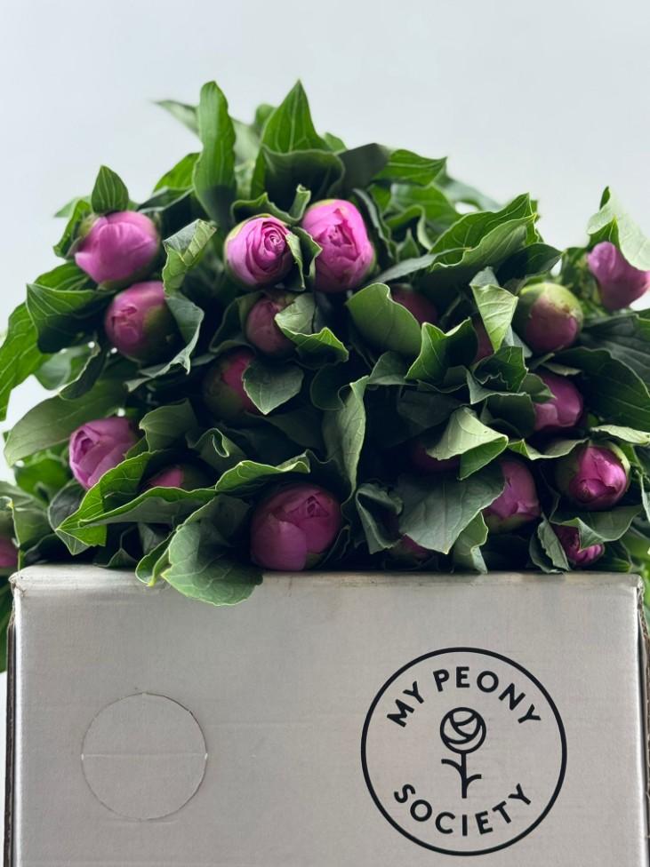 Срезанные цветы оптом Paeonia monsieur jules elie от 80шт из Голландии с доставкой по России