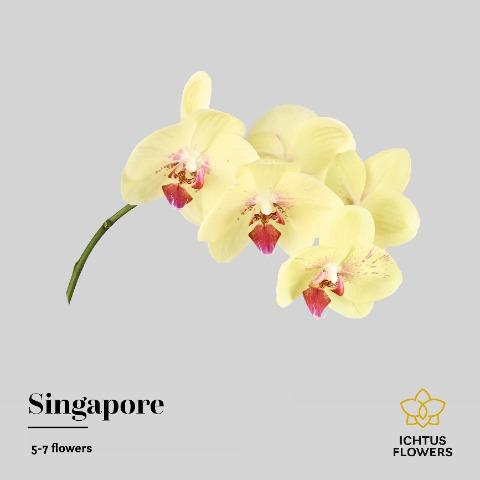 Срезанные цветы оптом Phalaenopsis arezzo (per stem) от 24шт из Голландии с доставкой по России