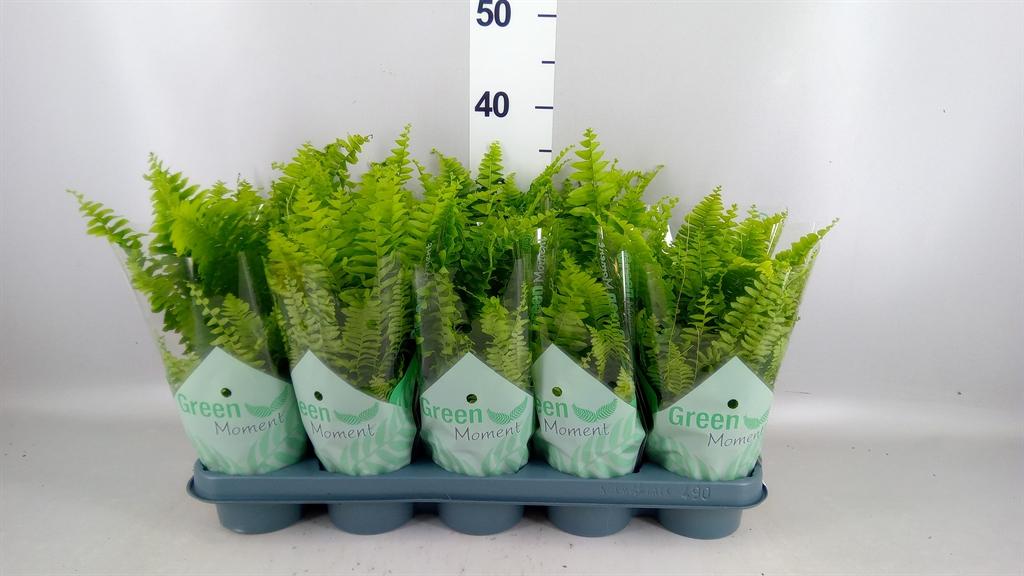 Горшечные цветы и растения оптом Nephrolepis Exal. green Moment от 10шт из Голландии с доставкой по России