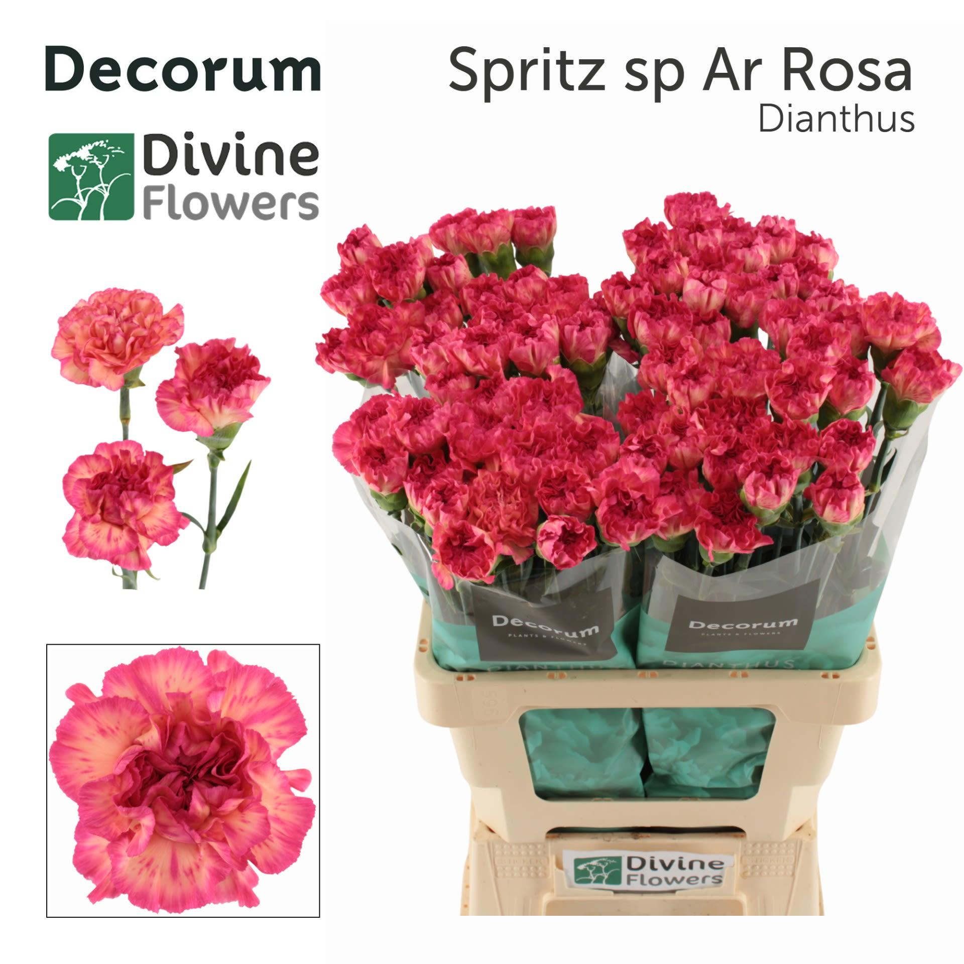 Срезанные цветы оптом Dianthus st spritz sport arancio rosa от 80шт из Голландии с доставкой по России