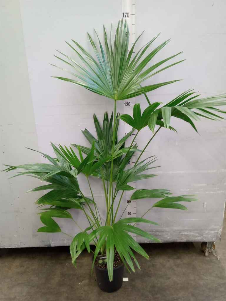 Горшечные цветы и растения оптом Palms   ... от 1шт из Голландии с доставкой по России