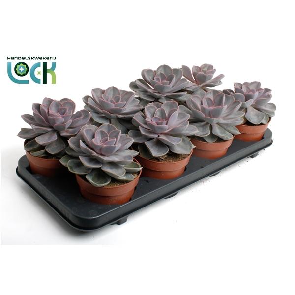 Горшечные цветы и растения оптом Echeveria Perle Von Nurnberg от 6шт из Голландии с доставкой по России