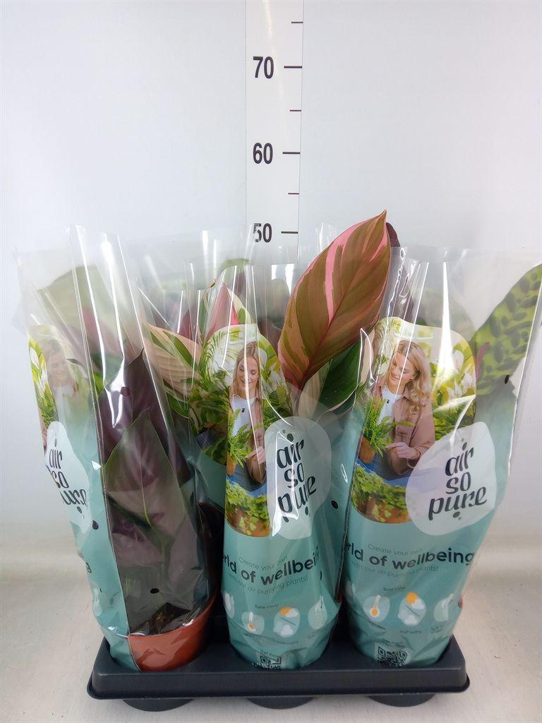 Горшечные цветы и растения оптом Calathea   ...mix от 6шт из Голландии с доставкой по России