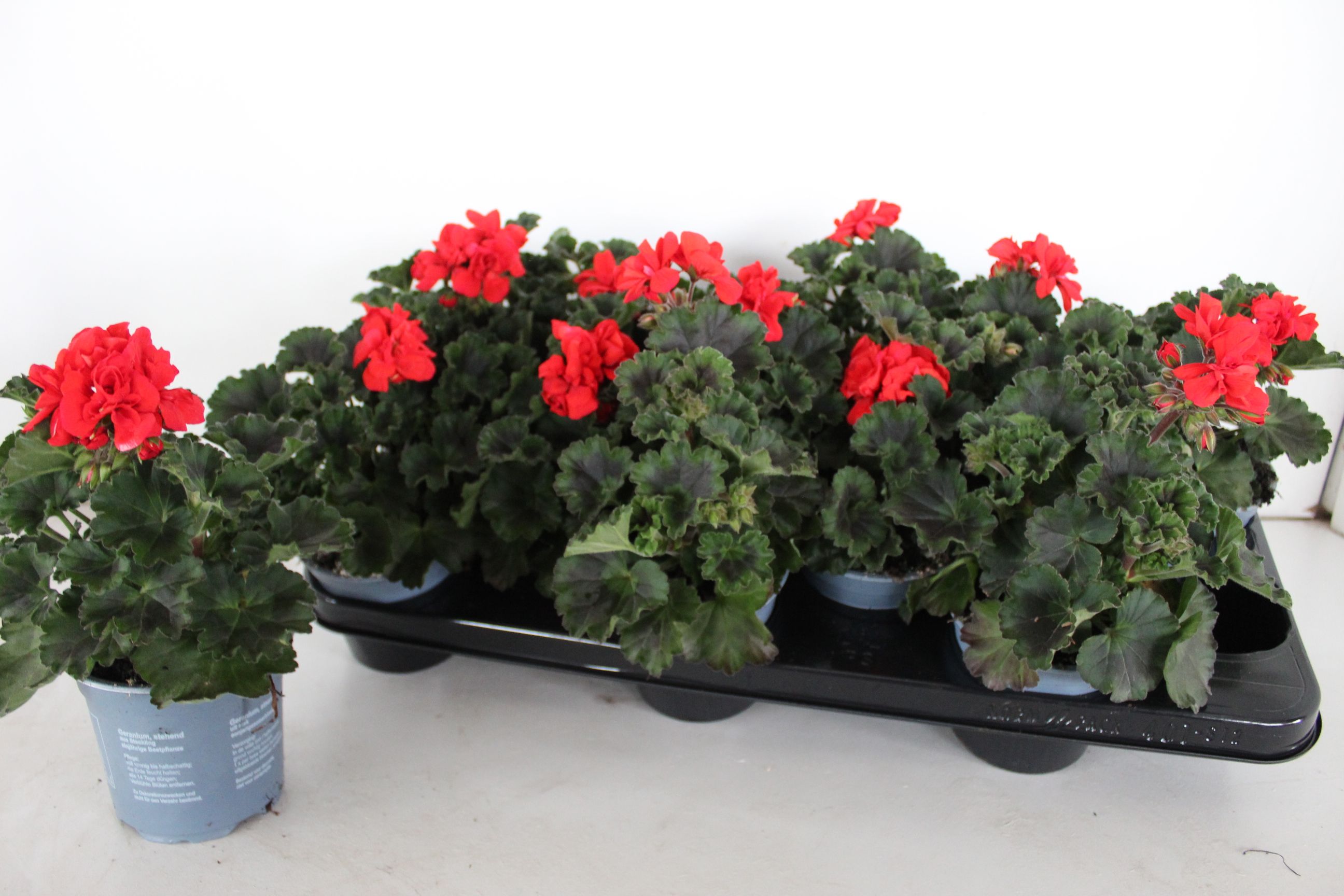 Горшечные цветы и растения оптом Pel Zon Tosc Sil Ron от 12шт из Голландии с доставкой по России