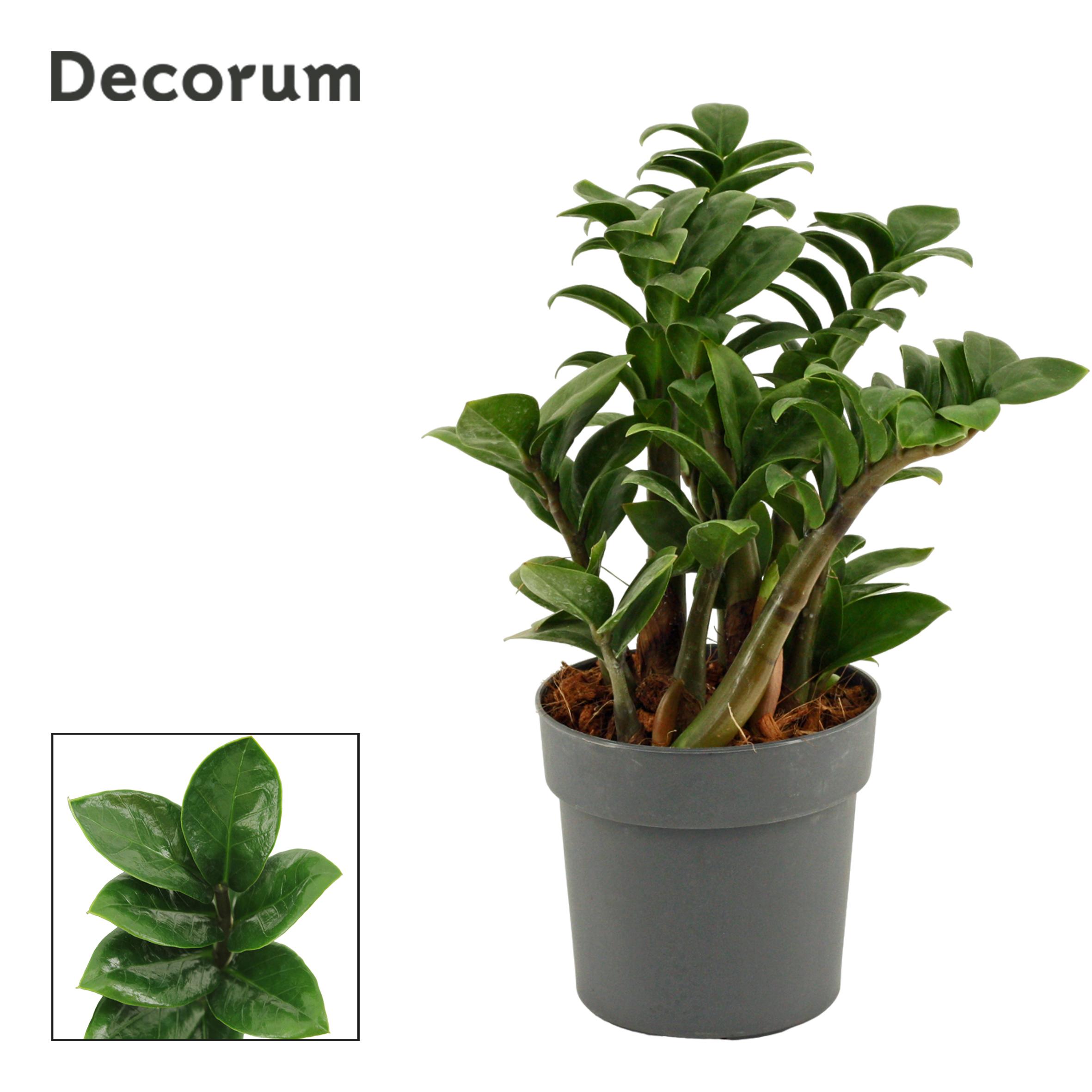 Горшечные цветы и растения оптом Zamioculcas Zenzi (decorum) от 10шт из Голландии с доставкой по России