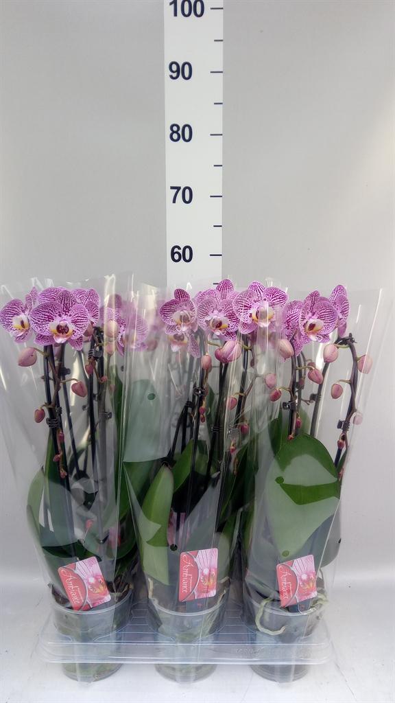Горшечные цветы и растения оптом Phalaenopsis elegant Cascade AA от 6шт из Голландии с доставкой по России