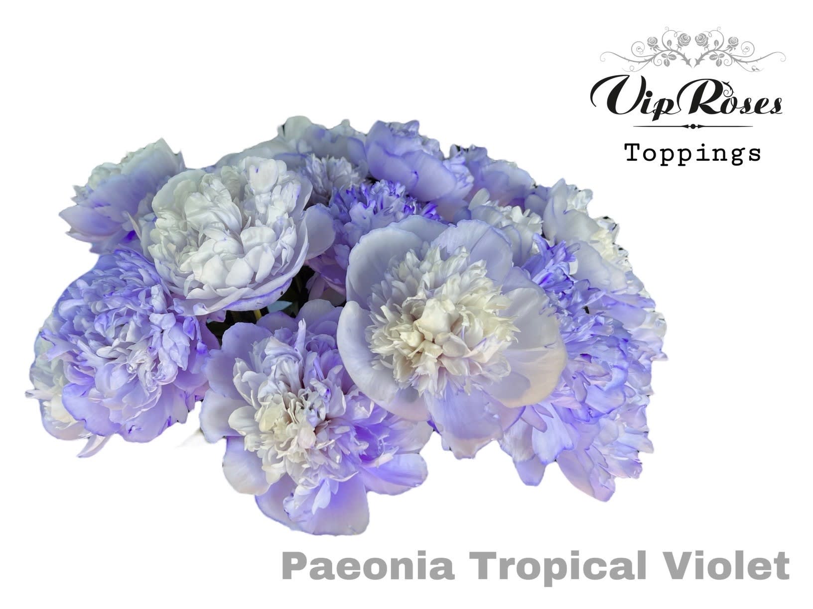 Срезанные цветы оптом Paeonia paint tropical violet от 20шт из Голландии с доставкой по России