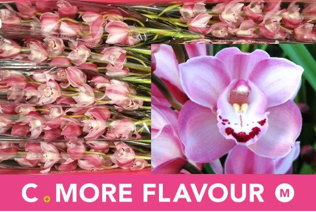 Срезанные цветы оптом Minicymbidium riaad от 10шт из Голландии с доставкой по России