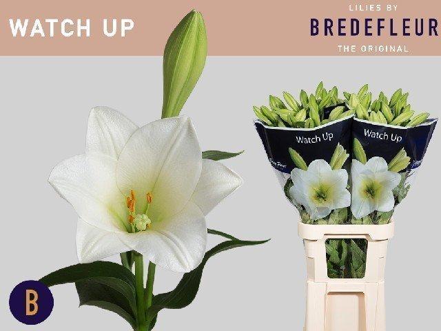 Срезанные цветы оптом Lilium lo watch up от 50шт из Голландии с доставкой по России