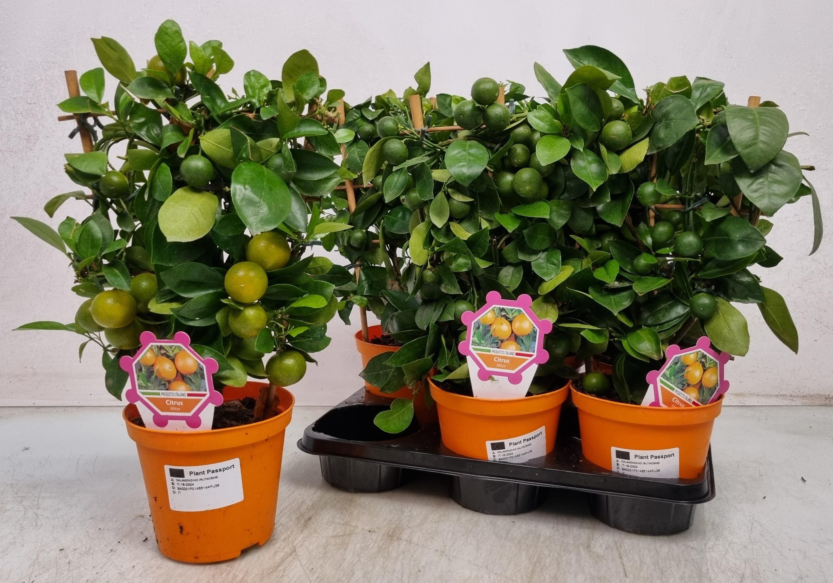 Горшечные цветы и растения оптом Citr Microcarpa от 6шт (для телеги) из Голландии с доставкой по России