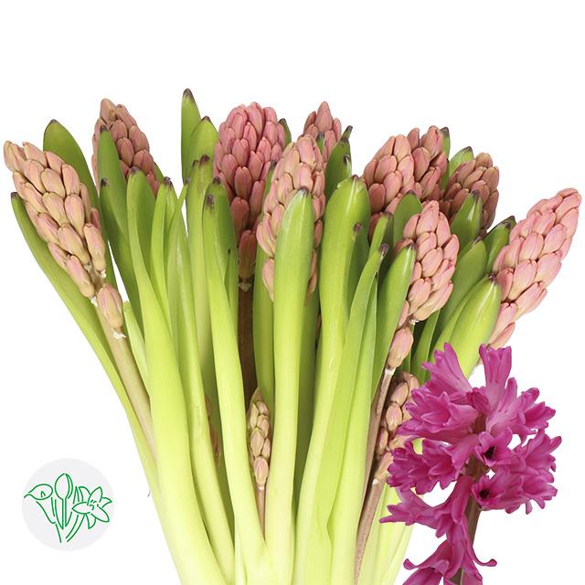 Срезанные цветы оптом Hyacinthus johanna от 50шт из Голландии с доставкой по России