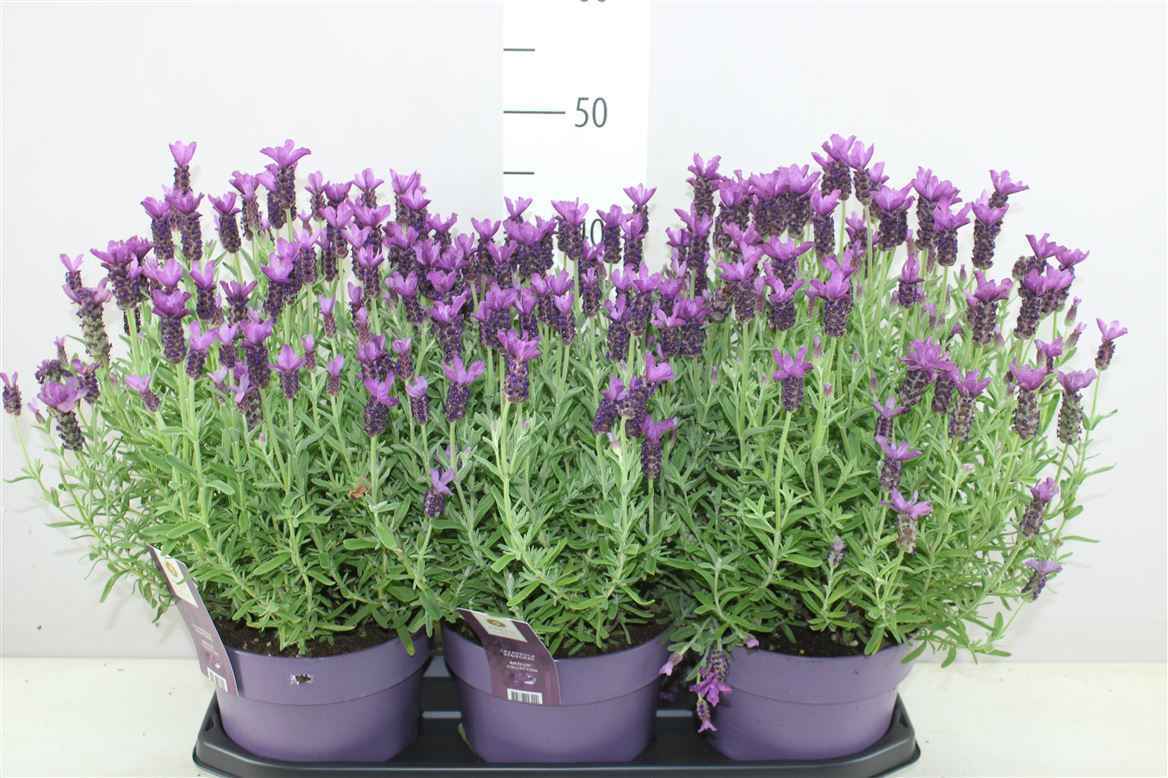 Горшечные цветы и растения оптом Lavandula Stoechas Anouk от 3шт из Голландии с доставкой по России