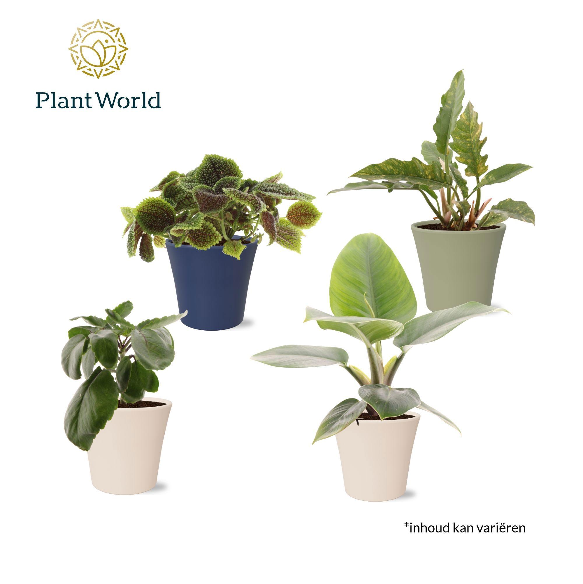 Горшечные цветы и растения оптом Plantmix Island Saver In Pot Coco от 6шт из Голландии с доставкой по России