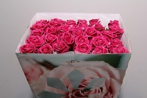 Срезанные цветы оптом Rosa la wax cerise от 20шт из Голландии с доставкой по России