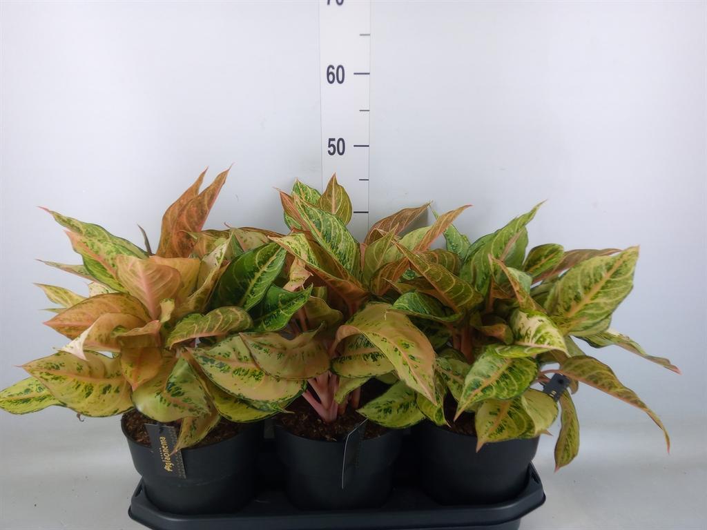 Горшечные цветы и растения оптом Aglaonema   ... от 3шт из Голландии с доставкой по России