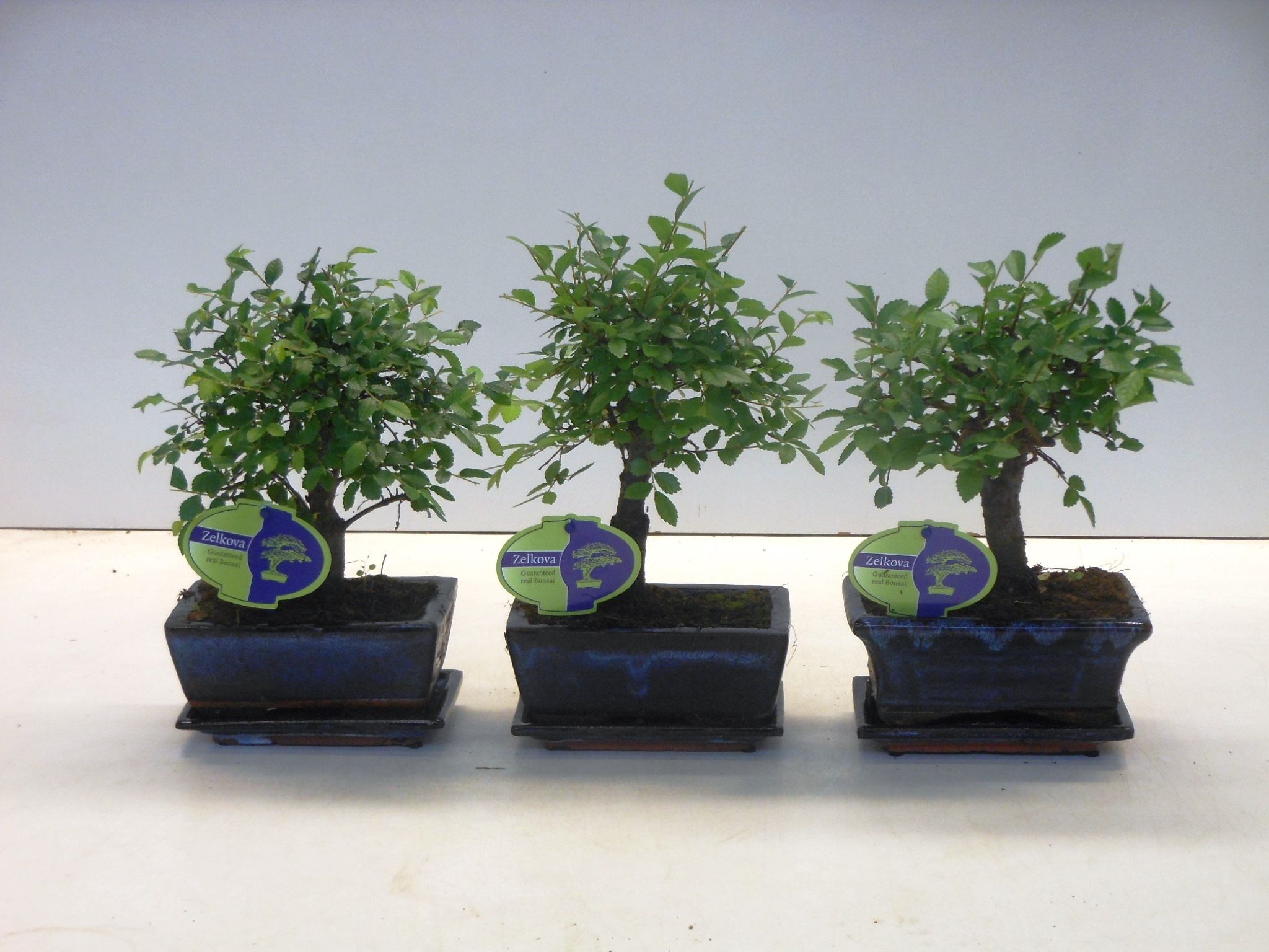 Горшечные цветы и растения оптом Bonsai Zelkova Parvifolia Broom With Drip Tray от 10шт из Голландии с доставкой по России