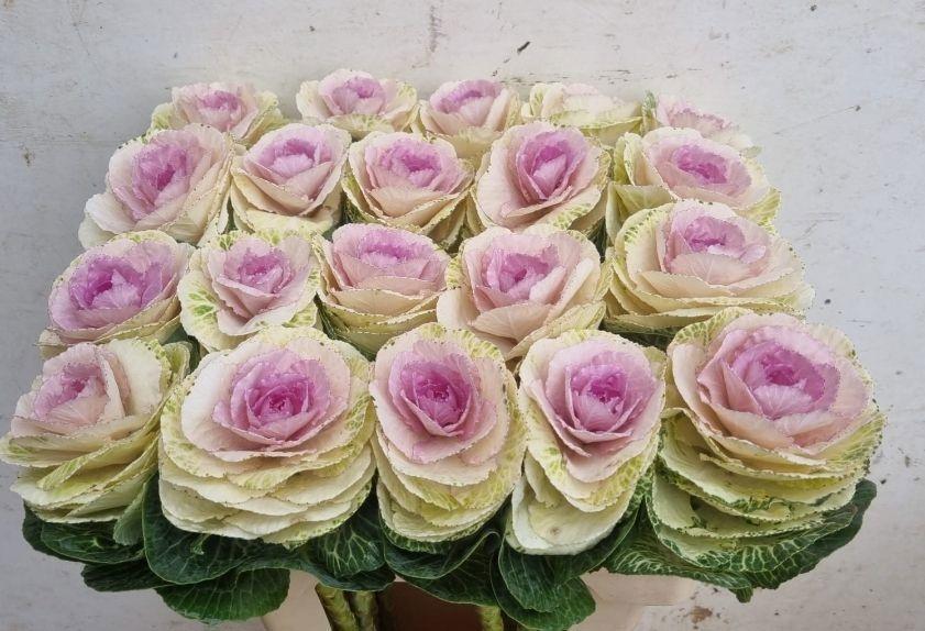 Срезанные цветы оптом Brassica crane bicolour от 20шт из Голландии с доставкой по России Срезанные цветы оптом Brassica crane bicolour от 20шт из Голландии с доставкой по России