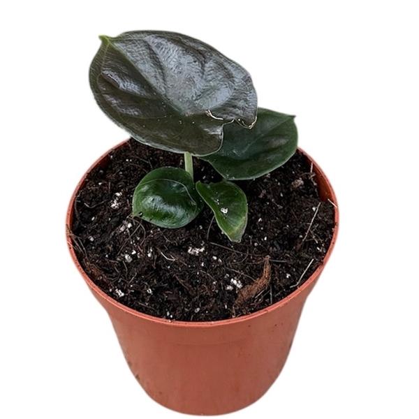 Горшечные цветы и растения оптом Alocasia Black Magic от 1шт (для телеги) из Голландии с доставкой по России