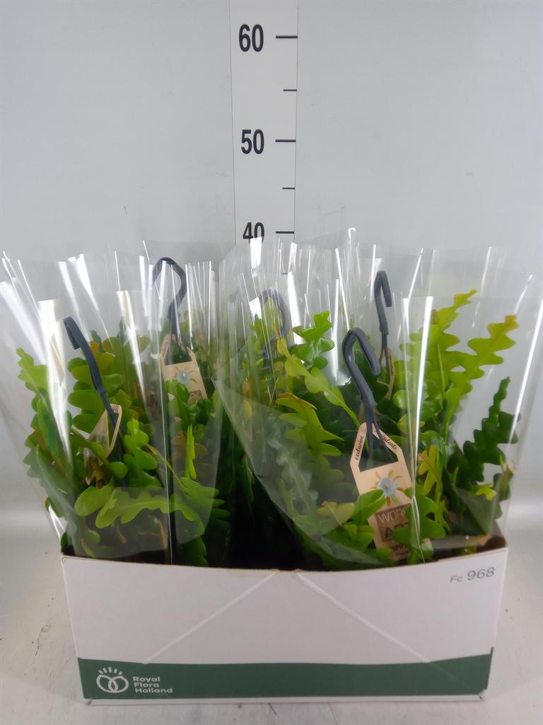 Горшечные цветы и растения оптом Epiphyllum Anguliger от 5шт из Голландии с доставкой по России