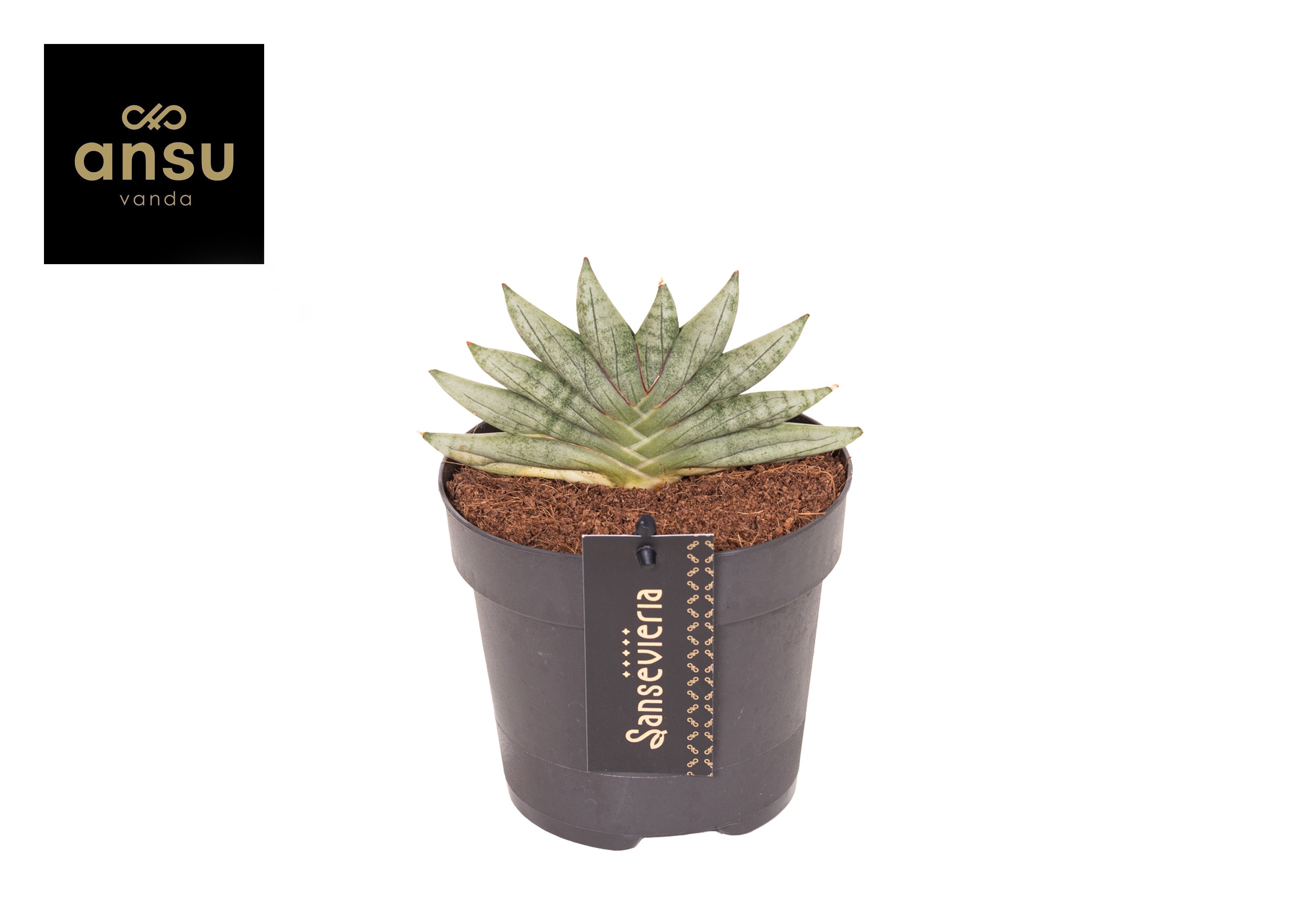 Горшечные цветы и растения оптом Sansevieria Inti Mini No. 3 от 6шт из Голландии с доставкой по России