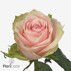 Срезанные цветы оптом Rosa large pink athena от 80шт из Голландии с доставкой по России