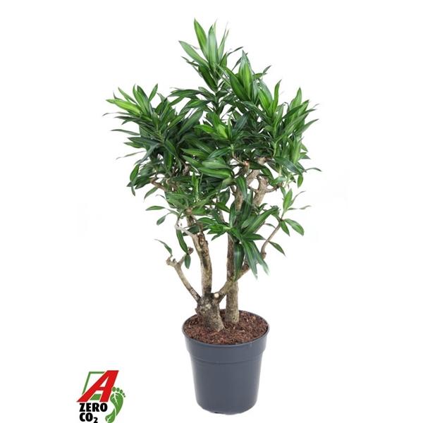 Горшечные цветы и растения оптом Drac Song Of Jamaica Branched от 1шт из Голландии с доставкой по России