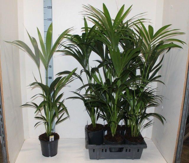 Горшечные цветы и растения оптом Howea Forsteriana от 6шт из Голландии с доставкой по России
