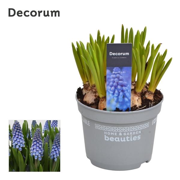 Горшечные цветы и растения оптом Muscari Big Smile (decorum) от 10шт из Голландии с доставкой по России