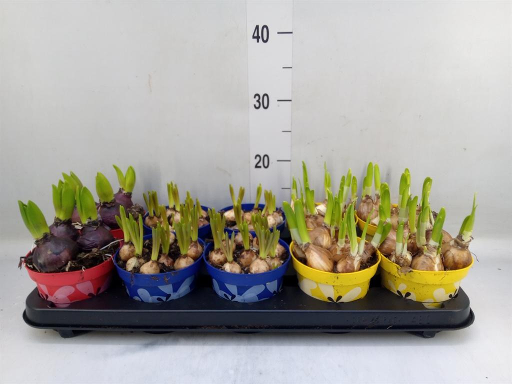 Горшечные цветы и растения оптом Hyacinthus Orie.   ...mix 5 от 10шт из Голландии с доставкой по России