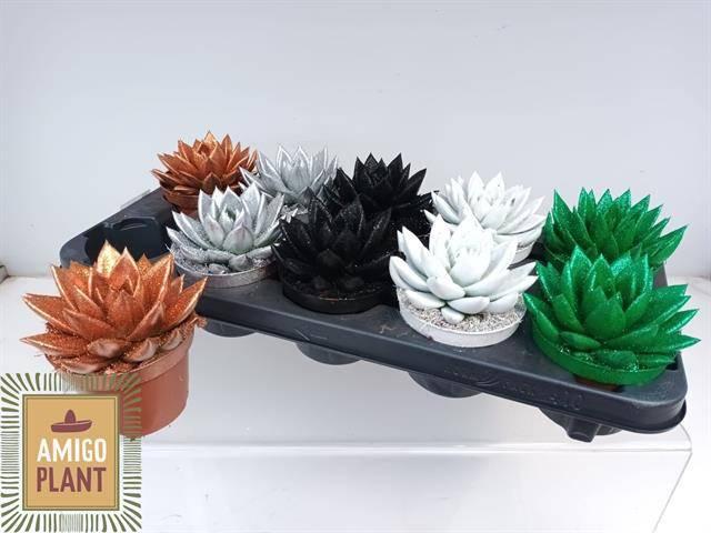 Горшечные цветы и растения оптом Echeveria Coloured Love Mix от 10шт из Голландии с доставкой по России