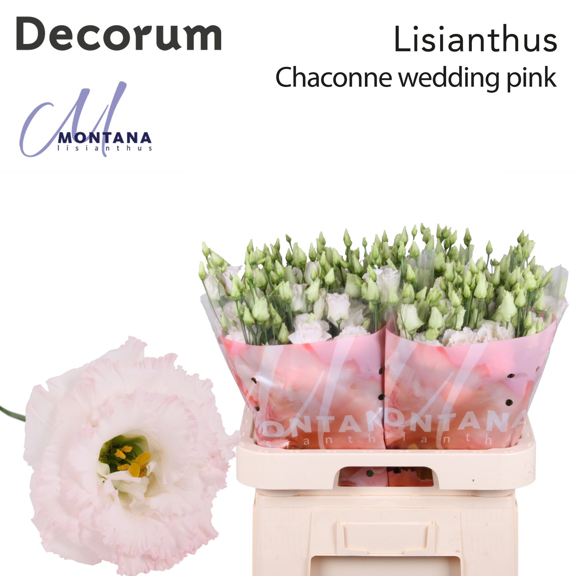 Срезанные цветы оптом Lisianthus do chaconne wedding pink от 40шт из Голландии с доставкой по России