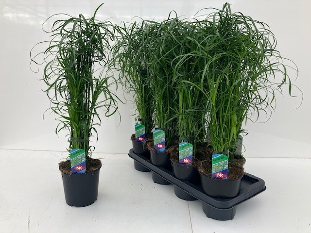 Горшечные цветы и растения оптом Cyper Alternifolius от 7шт из Голландии с доставкой по России