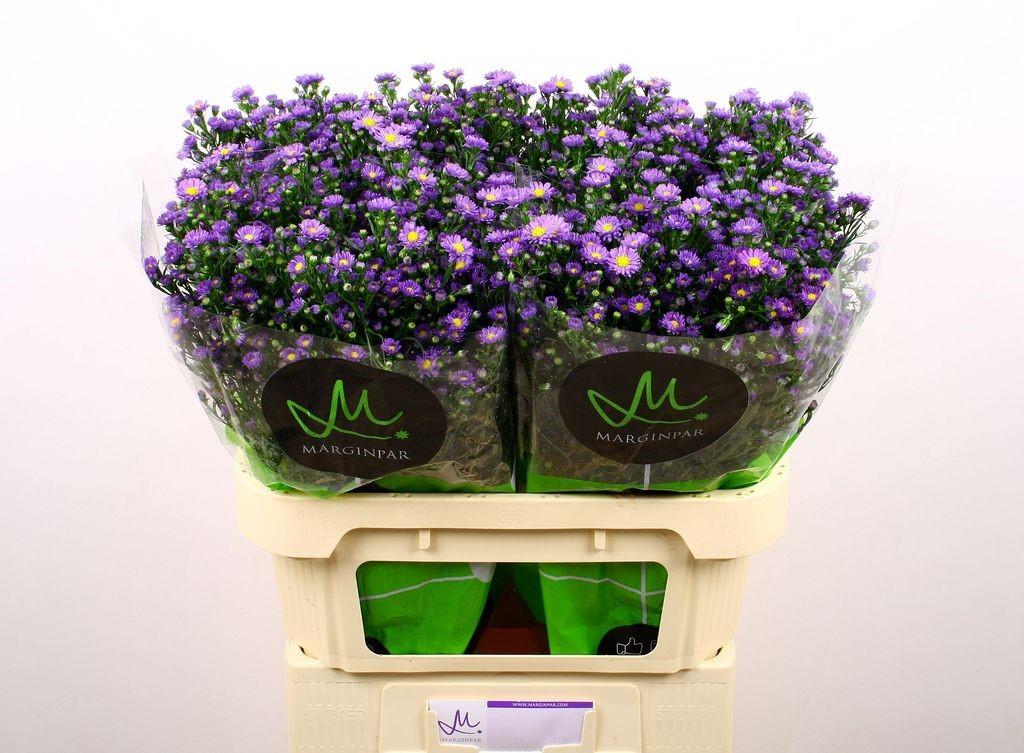 Срезанные цветы оптом Aster teeny tiny blue от 100шт из Голландии с доставкой по России