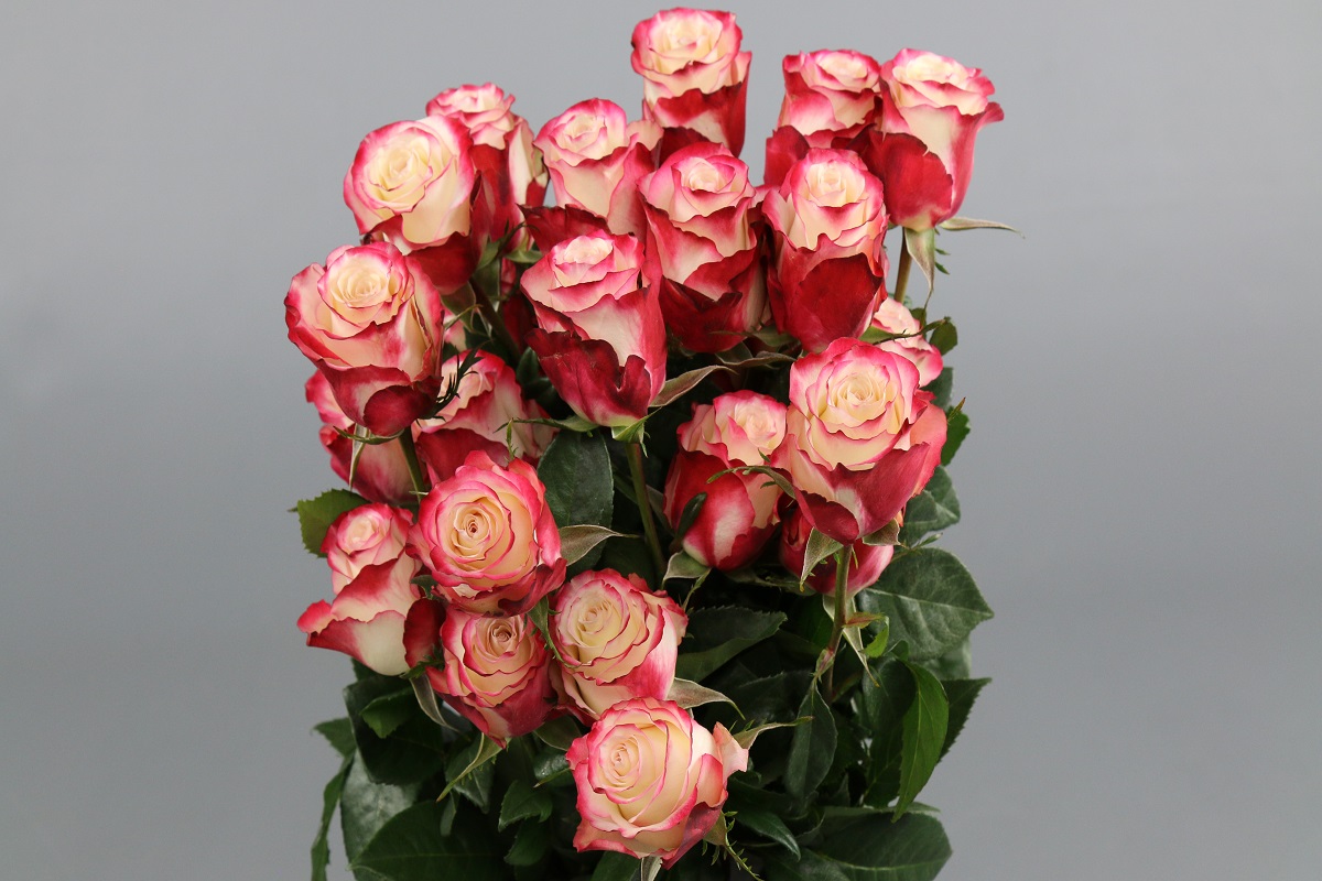 Срезанные цветы оптом Rosa ec sweetnesse от 100шт из Голландии с доставкой по России