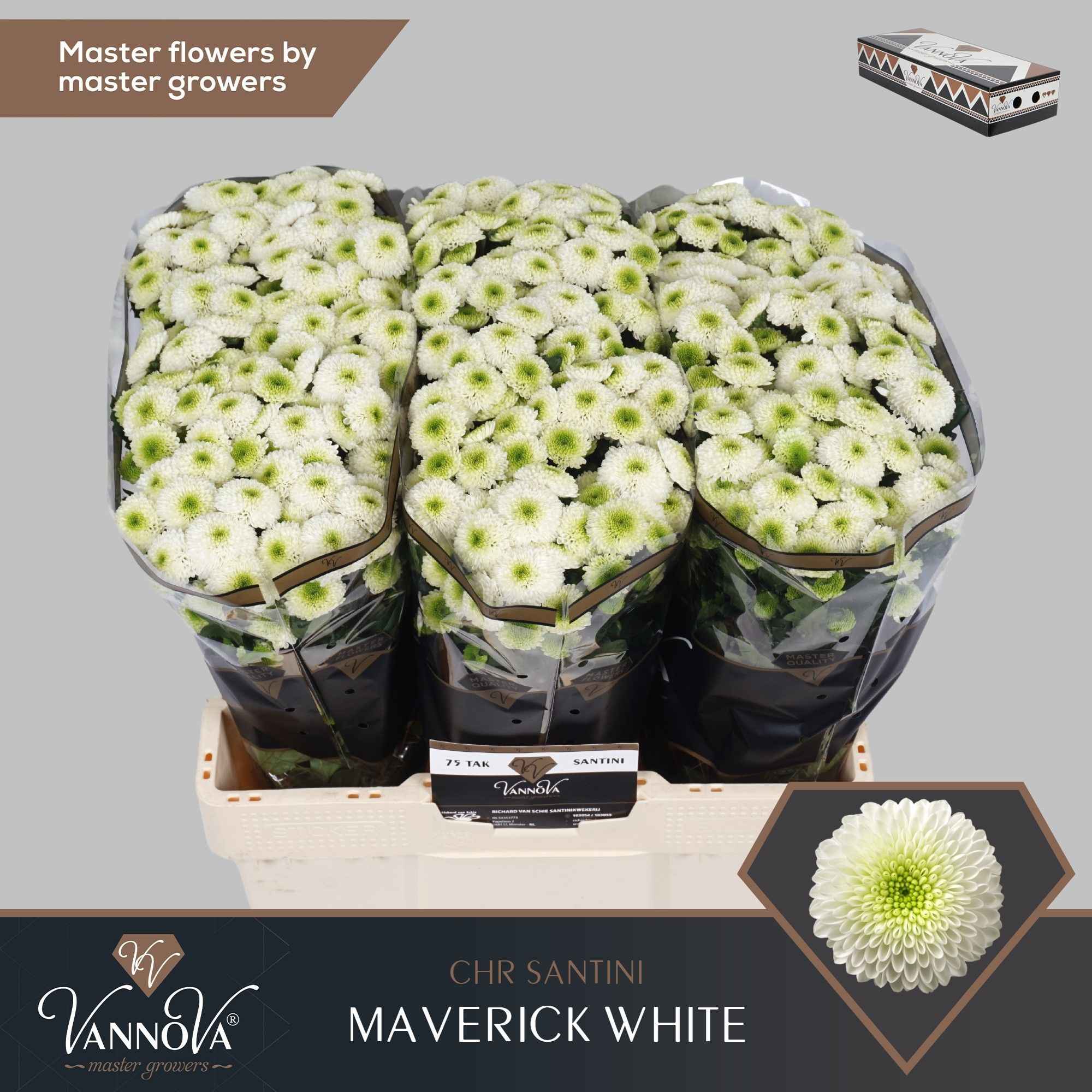 Срезанные цветы оптом Chrys sa maverick white от 225шт из Голландии с доставкой по России