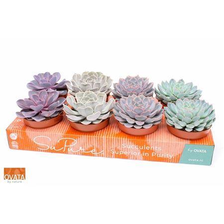 Горшечные цветы и растения оптом Echeveria Gemengd от 8шт из Голландии с доставкой по России