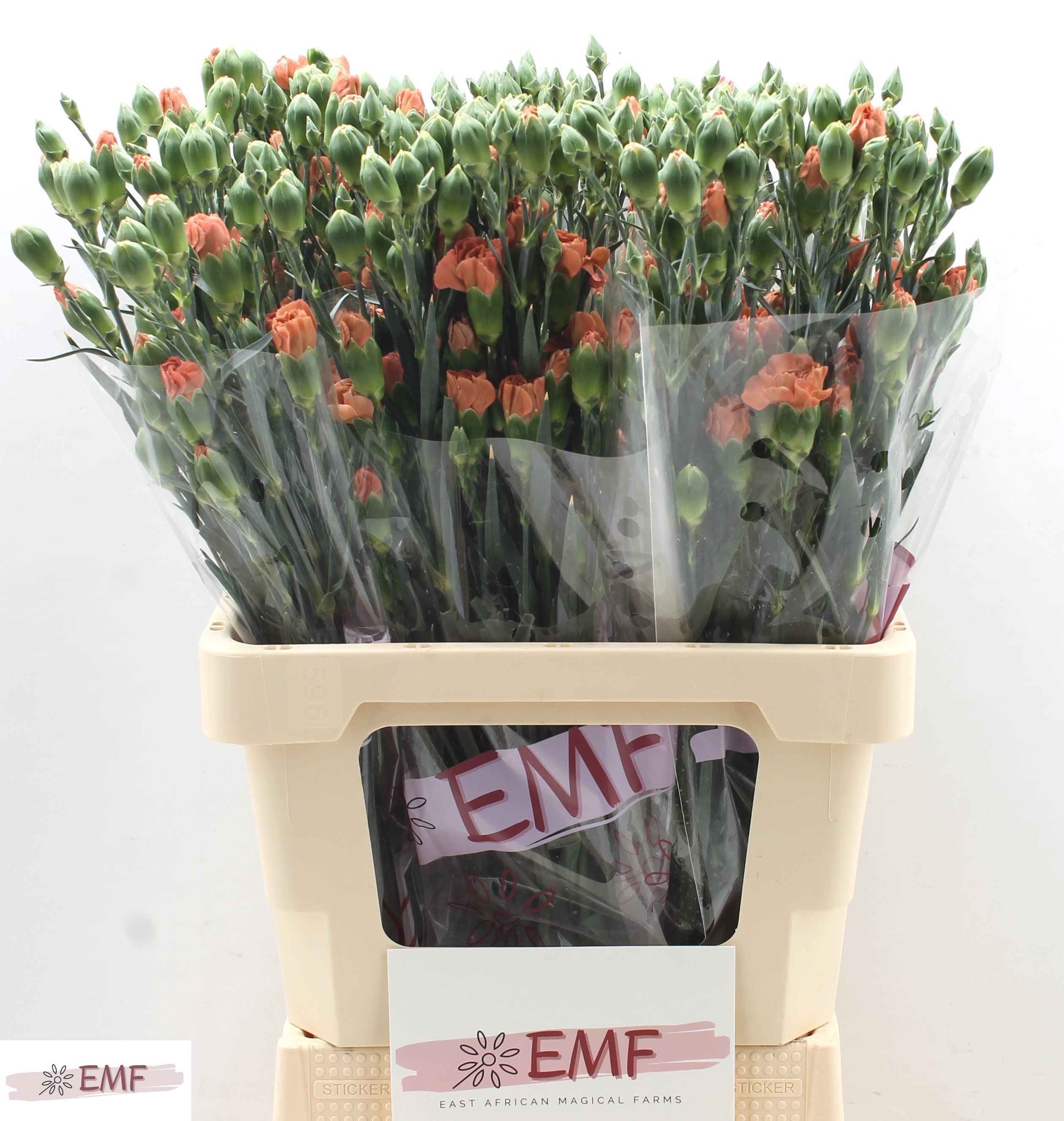 Срезанные цветы оптом Dianthus sp miss indie от 60шт из Голландии с доставкой по России