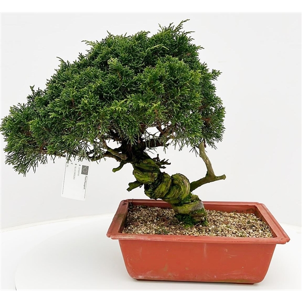 Горшечные цветы и растения оптом Bonsai Juniperus Chinensis, 25cm., Twisted Trunk, от 1шт из Голландии с доставкой по России