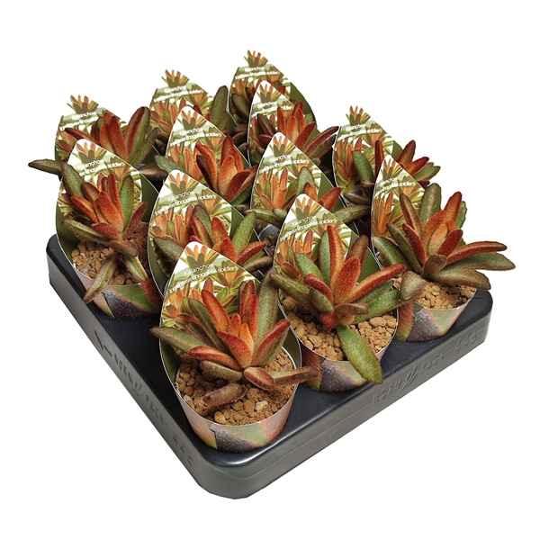 Горшечные цветы и растения оптом Kalanchoe Tomentosa Chocolate Soldier Potcover от 12шт из Голландии с доставкой по России