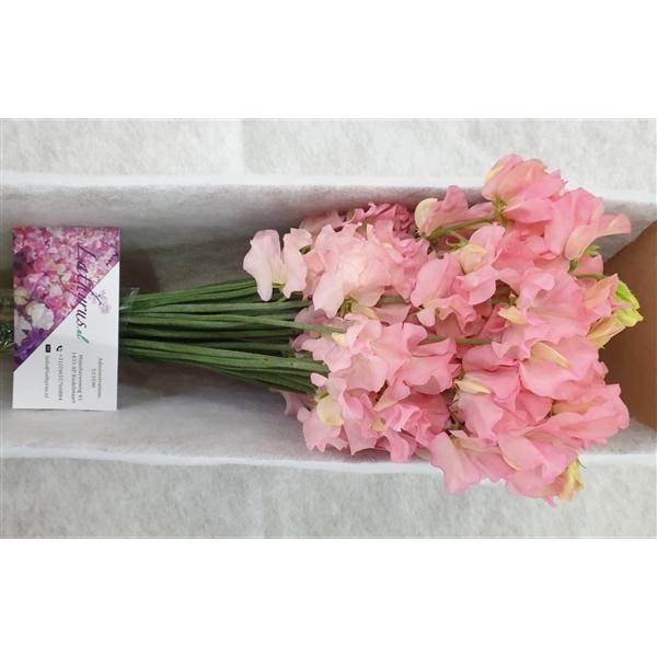 Срезанные цветы оптом Lathyrus perfume salmon от 100шт.. из Голландии с доставкой по России