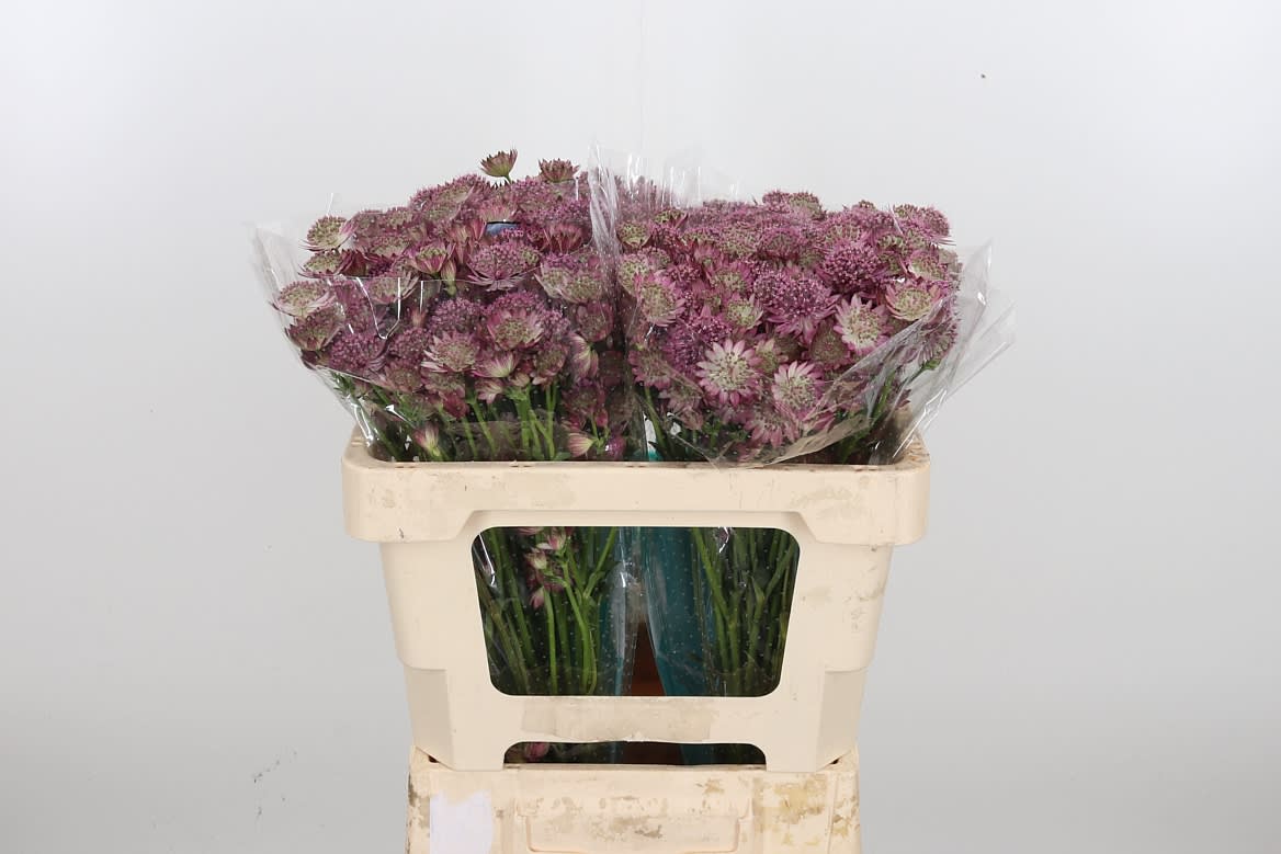 Срезанные цветы оптом Astrantia roma от 100шт из Голландии с доставкой по России