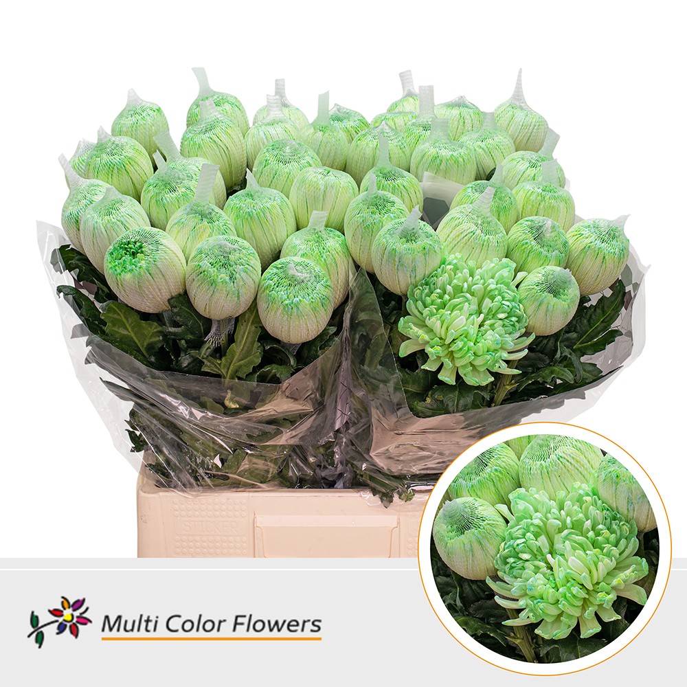 Срезанные цветы оптом Chrys bl paint antonov mint green от 40шт из Голландии с доставкой по России