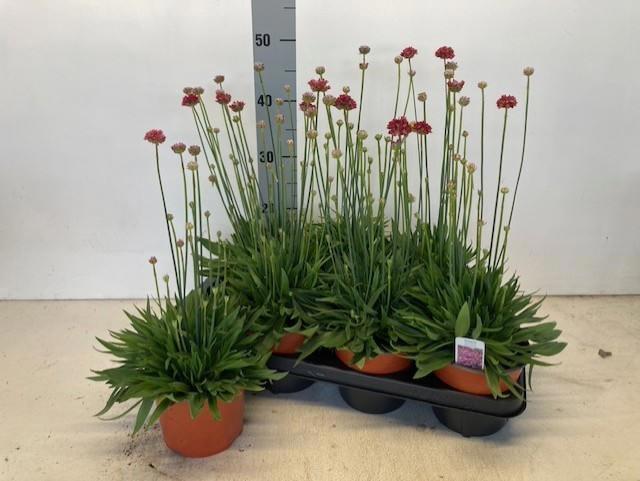 Горшечные цветы и растения оптом Arme Ps Ballerin Red от 7шт из Голландии с доставкой по России