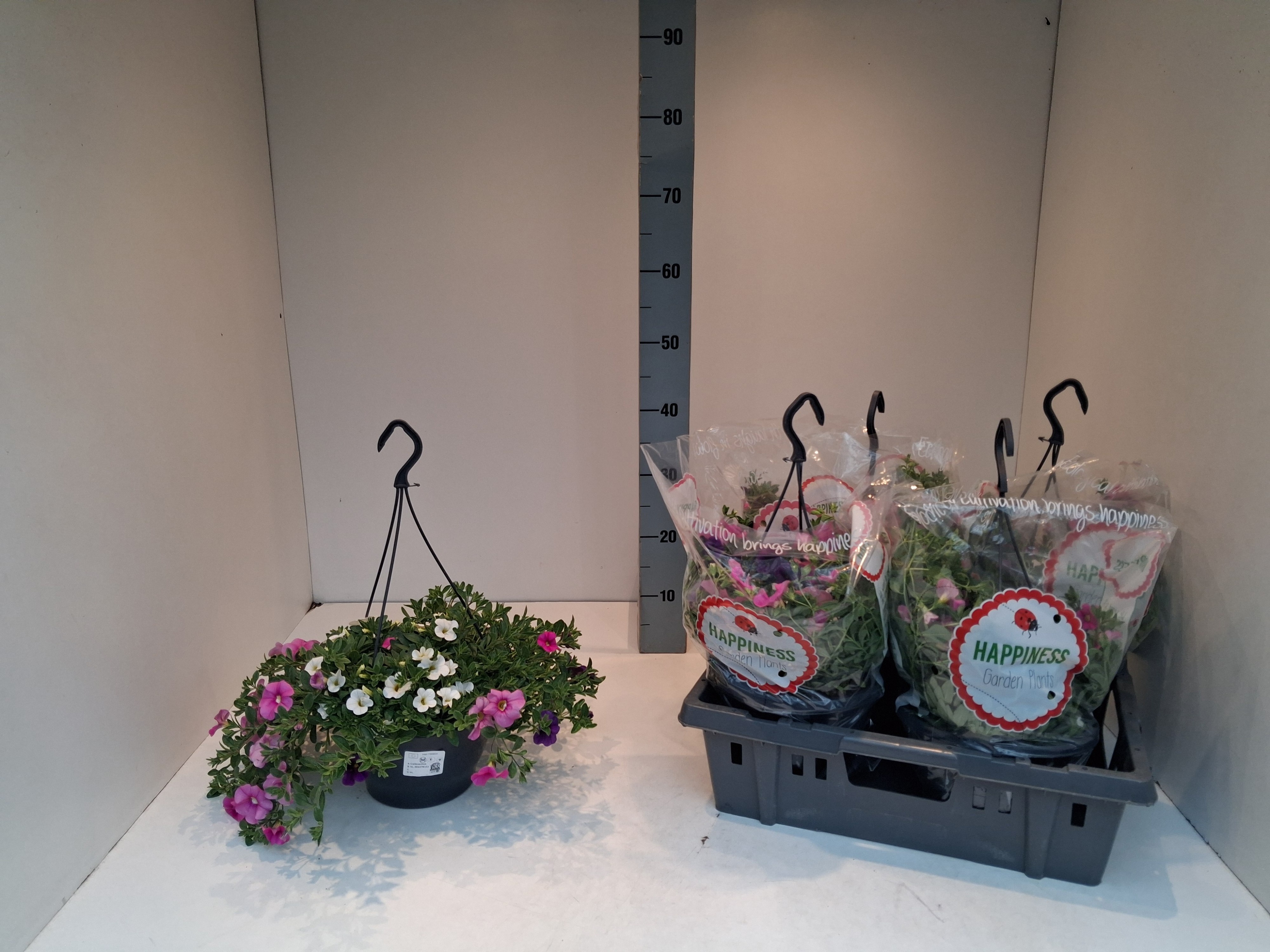 Горшечные цветы и растения оптом Perkpl Mixk от 4шт из Голландии с доставкой по России