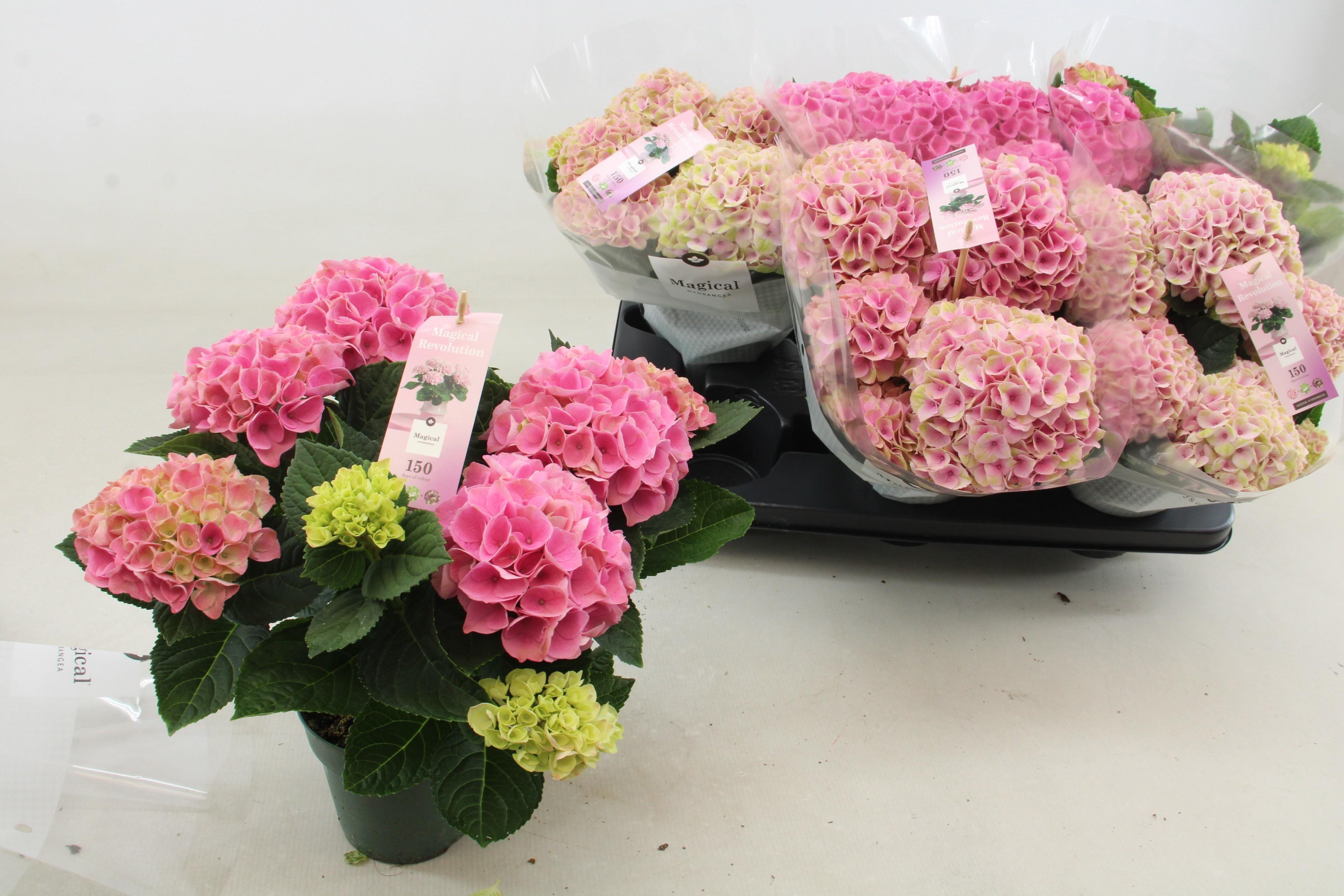 Горшечные цветы и растения оптом Hydr M Mag Revolutio от 6шт из Голландии с доставкой по России