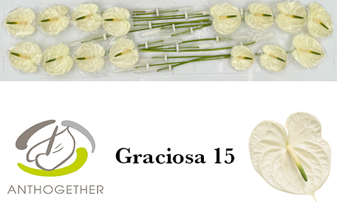 Срезанные цветы оптом Anthurium graciosa от 15шт из Голландии с доставкой по России
